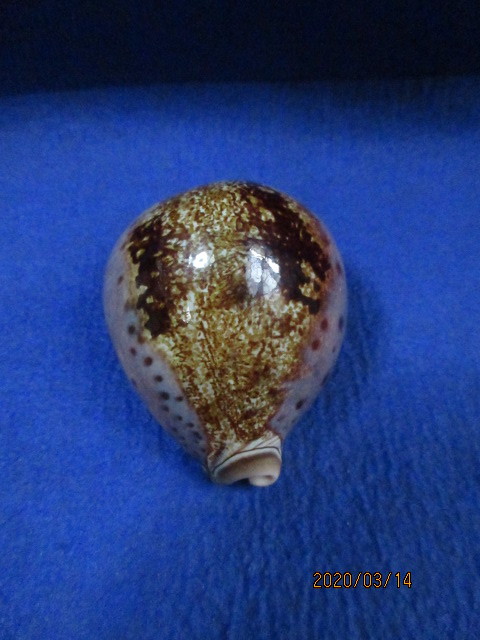貝殻 シンセイダカラ 特大 貝 標本 タカラガイ :: 極上品 92.5mm