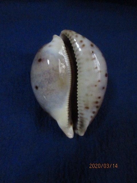 貝殻 シンセイダカラ 特大 貝 標本 タカラガイ :: 極上品 92.5mm