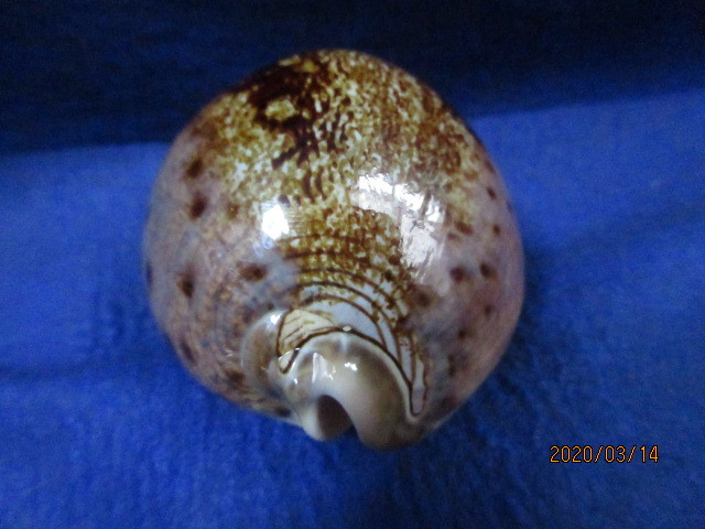 貝殻 シンセイダカラ 特大 貝 標本 タカラガイ :: 極上品 92.5mm