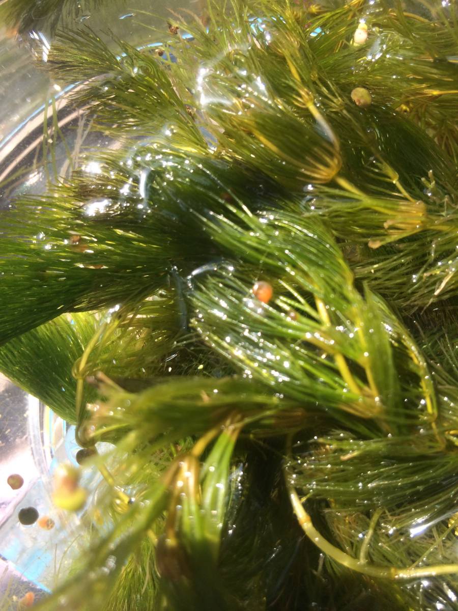 小さな幼レッドラムズホーン30匹くらい 稚貝 マツモ ｏｒ アナカリス付き 送料 210円 水槽のコケ取り 苔取 甲殻類 売買されたオークション情報 Yahooの商品情報をアーカイブ公開 オークファン Aucfan Com