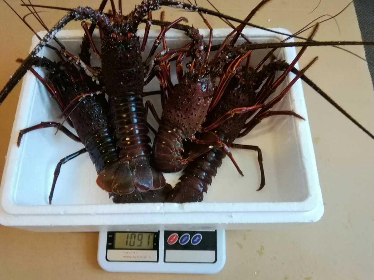 100%新品，2026 活〆 伊勢海老 １kg ５ ７尾 多忙の為にラスト出品(伊勢エビ)｜売買されたオークション情報、yahooの商品情報をアーカイブ公開 - オークファン 伊勢エビ