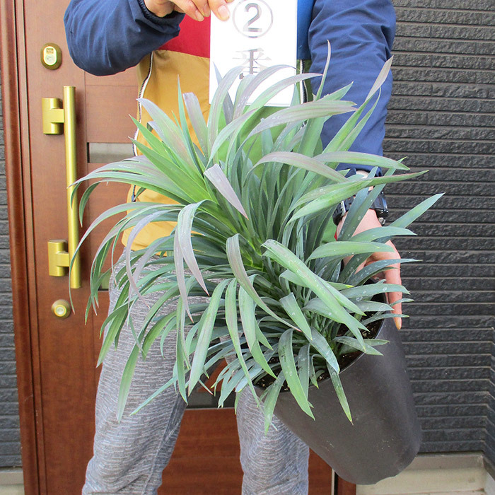 現品】ユッカ デスメティアーナ 7号鉢【観葉植物】 Ⅱ