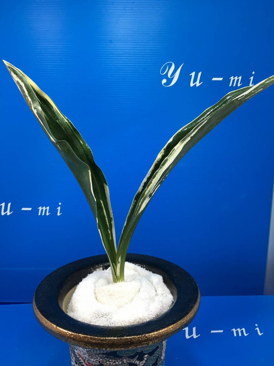 30 大井家宝都の図 万年青 おもと オモト 盆栽