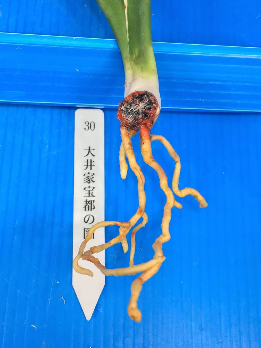 30 大井家宝都の図 万年青 おもと オモト 盆栽