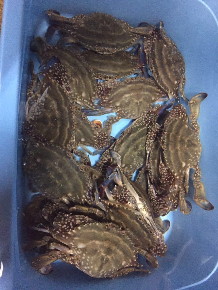 浜名湖の幻のカニ☆活き☆ドウマン蟹☆浜名湖産ノコギリガザミ