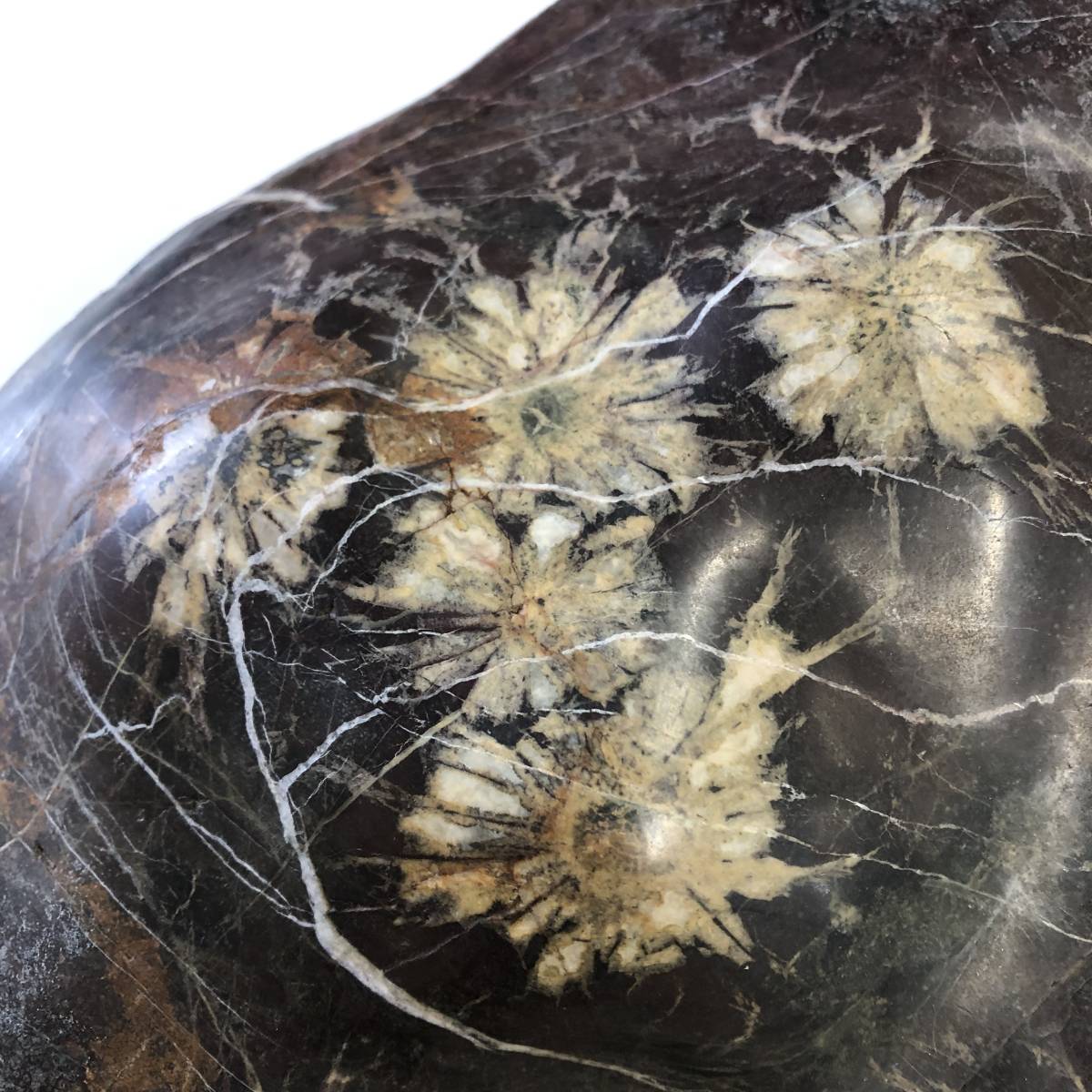 菊花石 天然 鑑賞石 極希少猿投山の菊花石約203g 天然記念物水石鑑賞石菊