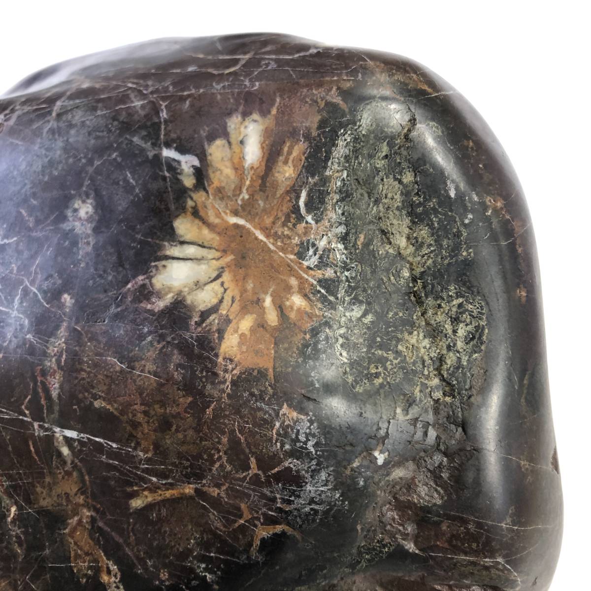 菊花石 天然 鑑賞石 極希少猿投山の菊花石約203g 天然記念物水石鑑賞石菊