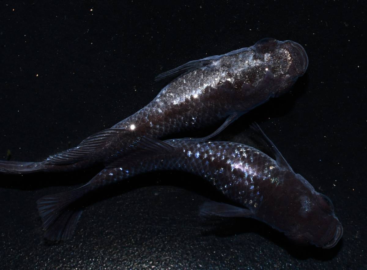人気，得価 縁めだか ブラックダイヤヒカリ体型 加温 若魚 1ペア S１１(めだか)｜売買されたオークション情報、yahooの商品情報をアーカイブ公開 - オークファン めだか