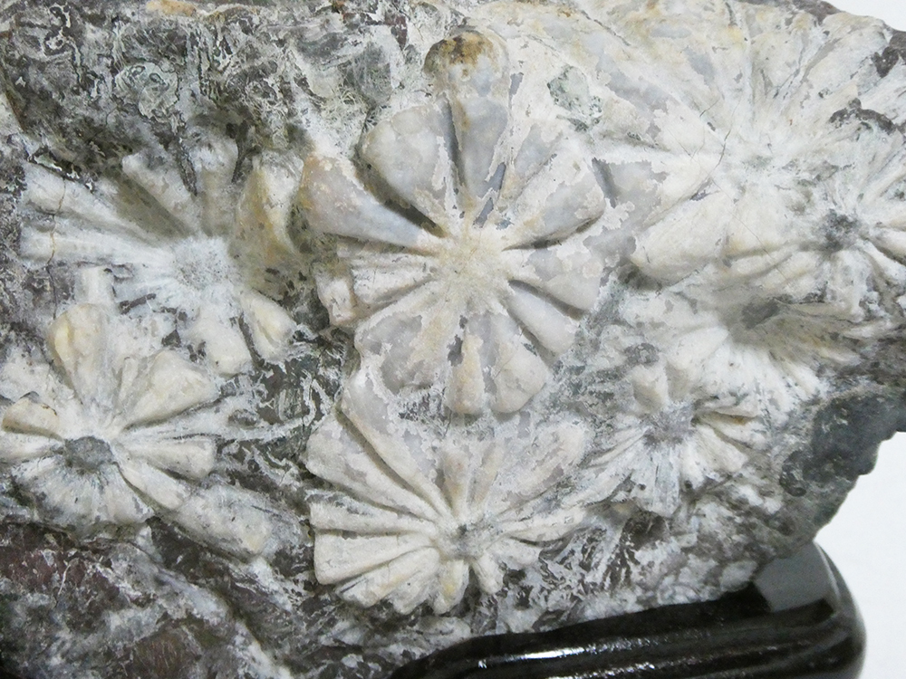 菊花石 岐阜県根尾谷産1.4㌔ 鑑賞石 観賞石 置物 天然石 水石 盆石