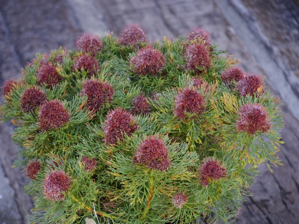 花終わり 処分価格 セルリア グロメラータ レモンハニー Serruria Glomerata Lemon Honey 02 ５号 写真現品 植木 庭木 売買されたオークション情報 Yahooの商品情報をアーカイブ公開 オークファン Aucfan Com