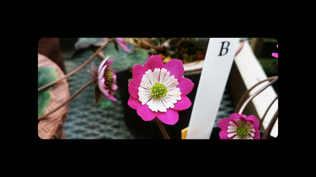 雪割草　銀閣系　紅白二段咲き　大株