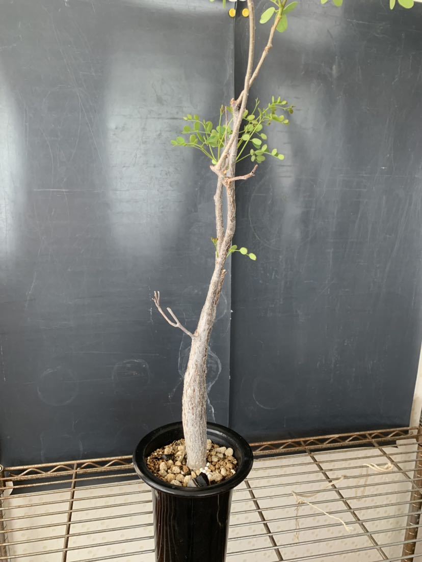 デロニクス プミラ 希少 120cm デロニクス プミラ 希少 大株 120cm