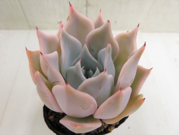 多肉植物 エケベリア リラシナ クスピダータ 実生苗 サボテン 売買されたオークション情報 Yahooの商品情報をアーカイブ公開 オークファン Aucfan Com 多肉植物 エケベリア リラシナ クスピダータ 実生苗 サボテン 売買されたオークション情報 Yahooの商品情報をアーカイブ公開 オークファン Aucfan Com