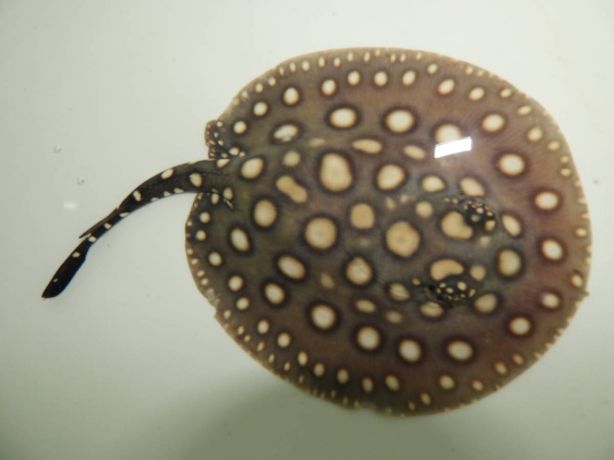 No.24 ♀ ダイヤモンドポルカ ♀ 淡水エイ 大型魚 アロワナ エンドリ ポルカ モトロ メス ダイヤモンド