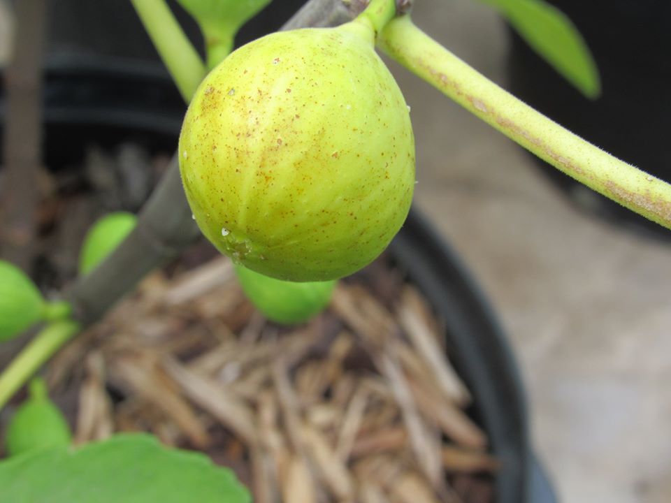 イチジクの挿し木苗 シャンパーニュ Champagne Y 019 果物 売買されたオークション情報 Yahooの商品情報をアーカイブ公開 オークファン Aucfan Com