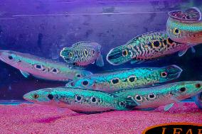 の ボルネオ島の青い稲妻 ｗｉｌｄオセレイト スネークヘッド オーシャンブルー 爆青ｓｐ 17 ２２ｃｍ 淡水魚 売買されたオークション情報 Yahooの商品情報をアーカイブ公開 オークファン Aucfan Com