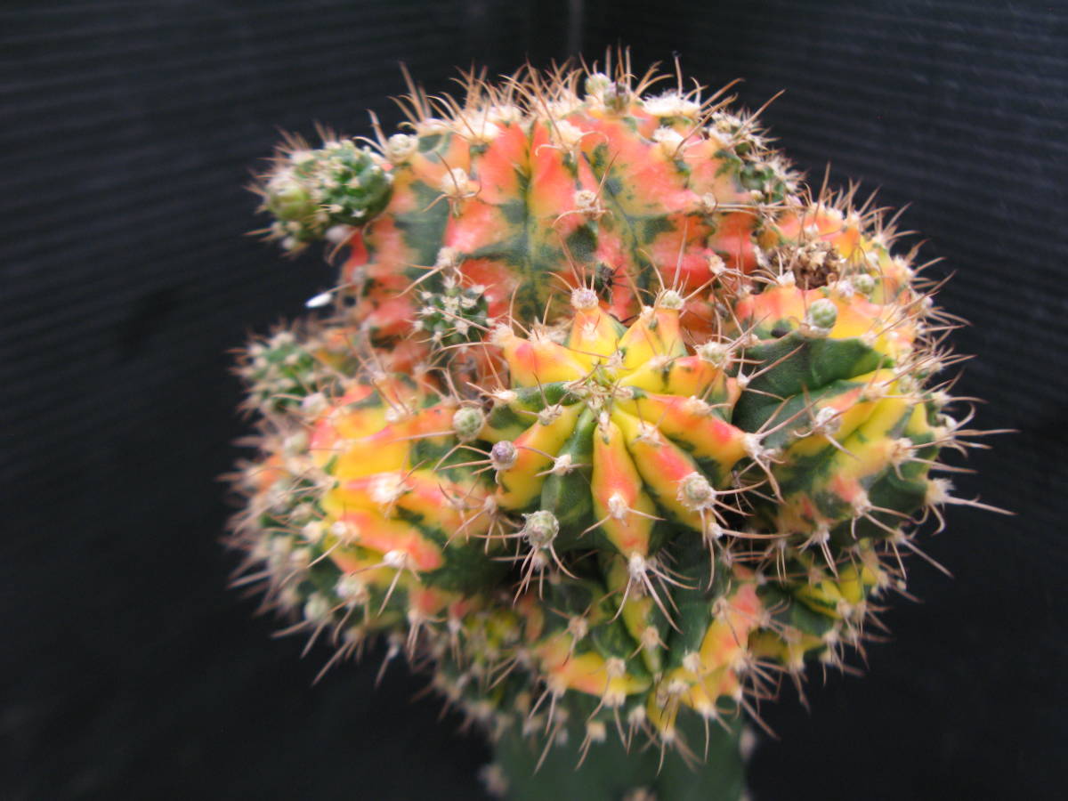 緋牡丹錦 サボテン | Gymnocalycium mihanovichii plants by 