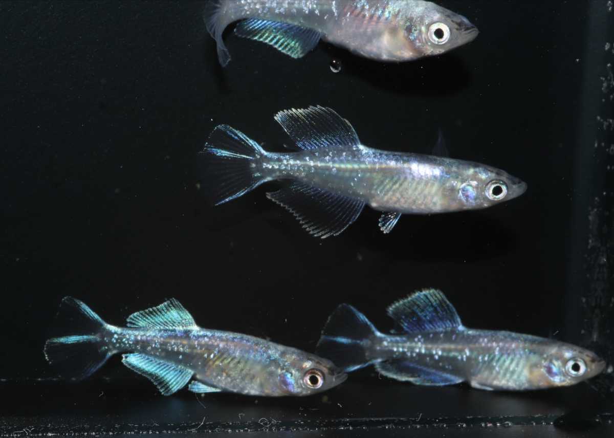 メダカ 1ペア ∬華めだか∬ 鱗光ロングフィン×カブキブルー 鱗光 樹 