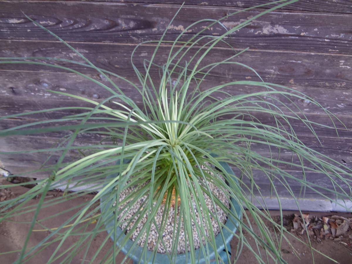 新作入荷，定番 ユッカ ケレタロエンシス 'Yucca Queretaroensis'(ユッカ)｜売買されたオークション情報、yahooの商品情報をアーカイブ公開 - オークファン ユッカ