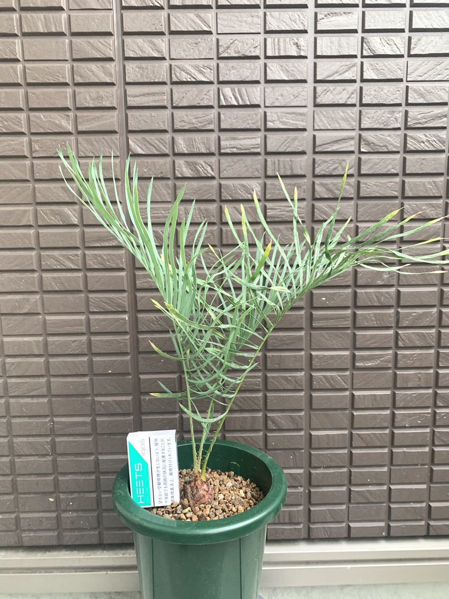 サイカス カイルンシアナ Cycas cairnsiana 公式通販 サイカス