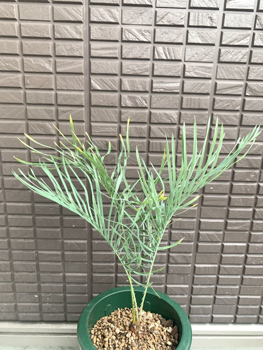 サイカス カイルンシアナ Cycas cairnsiana 公式通販 サイカス