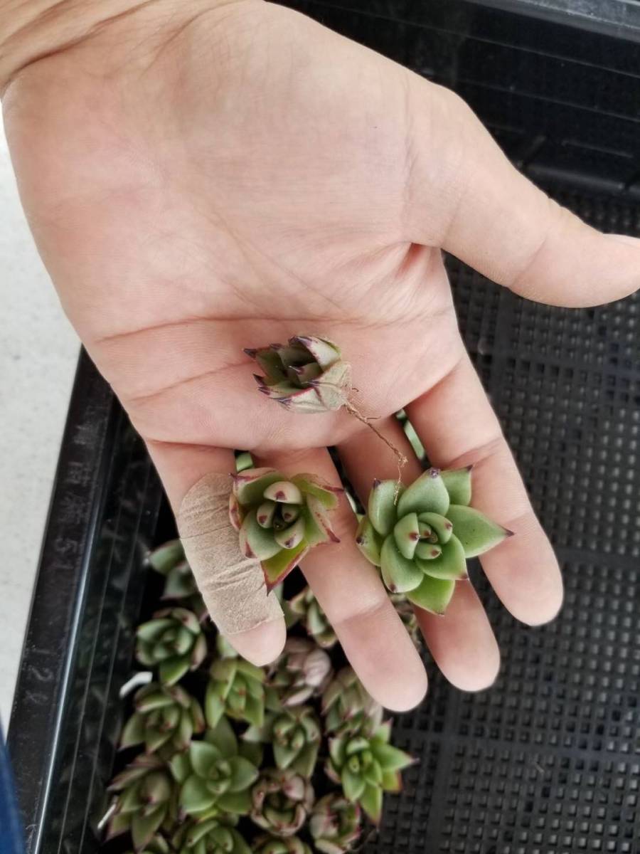 韓国多肉植物 韓国苗 エケベリア Echeveria エボニー 50個(岡山在庫