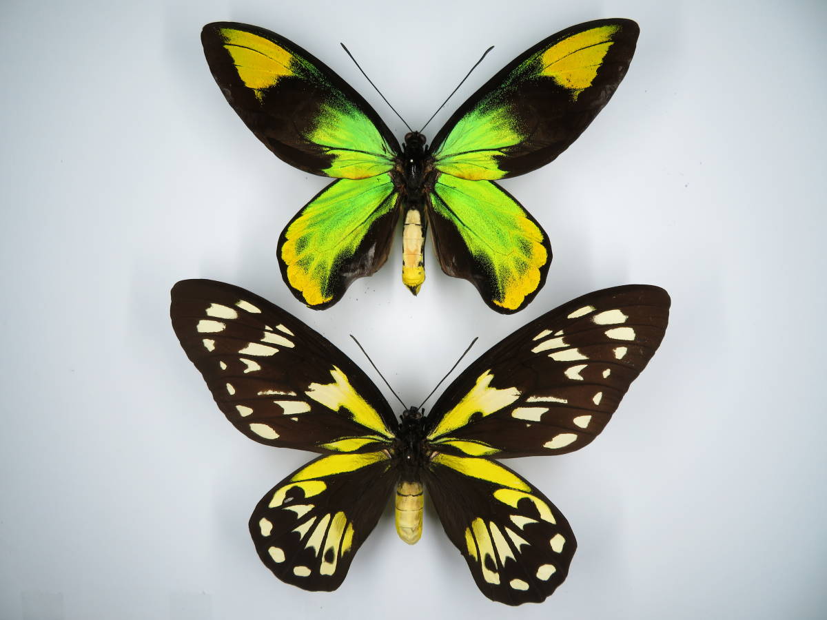 3頭セット】赤・青・緑のトリバネアゲハ 受けん 