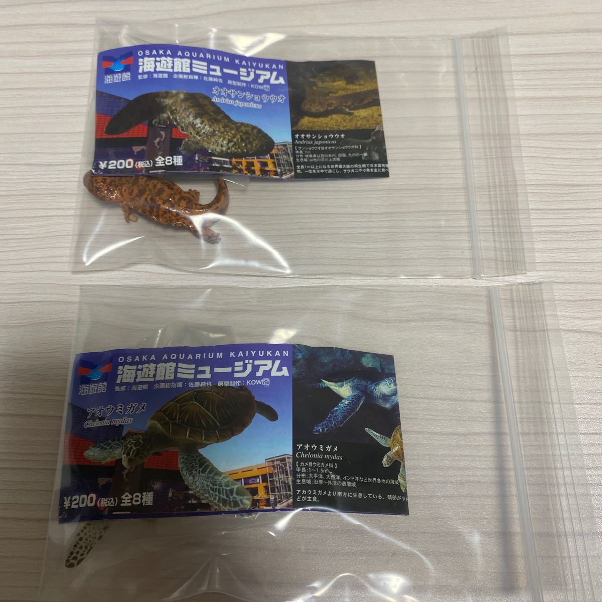 ネイチャーテクニカラー 海遊館ミュージアム ページ1 タカアシガニ 