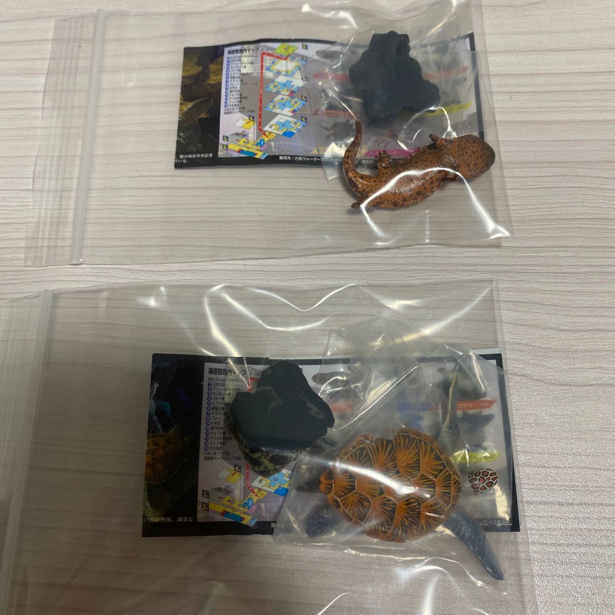 ネイチャーテクニカラー 海遊館ミュージアム ページ1 タカアシガニ 