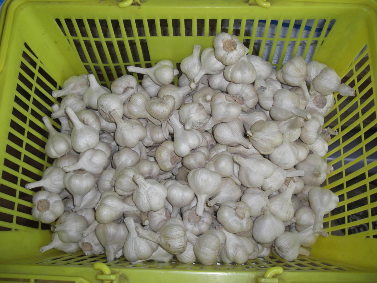 福地ホワイト六片 令和5年青森県産 乾燥にんにく 小 20kg 予約受付 