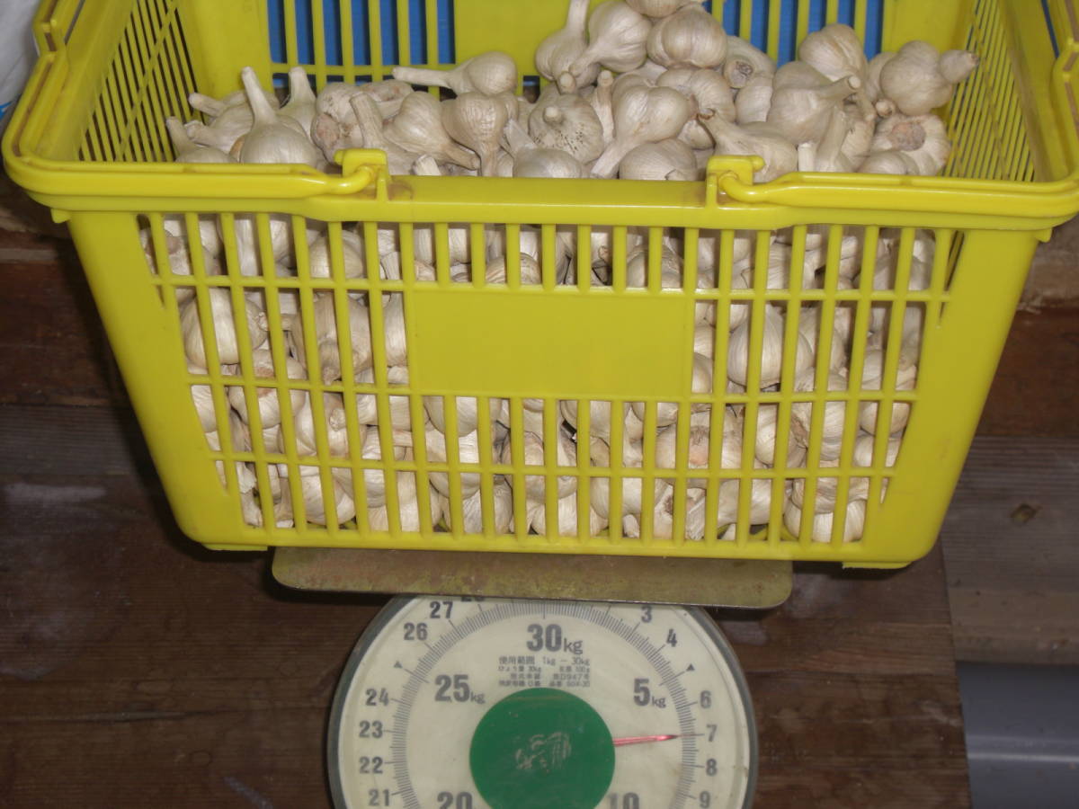 福地ホワイト六片 令和5年青森県産 乾燥にんにく 小 20kg 予約受付 