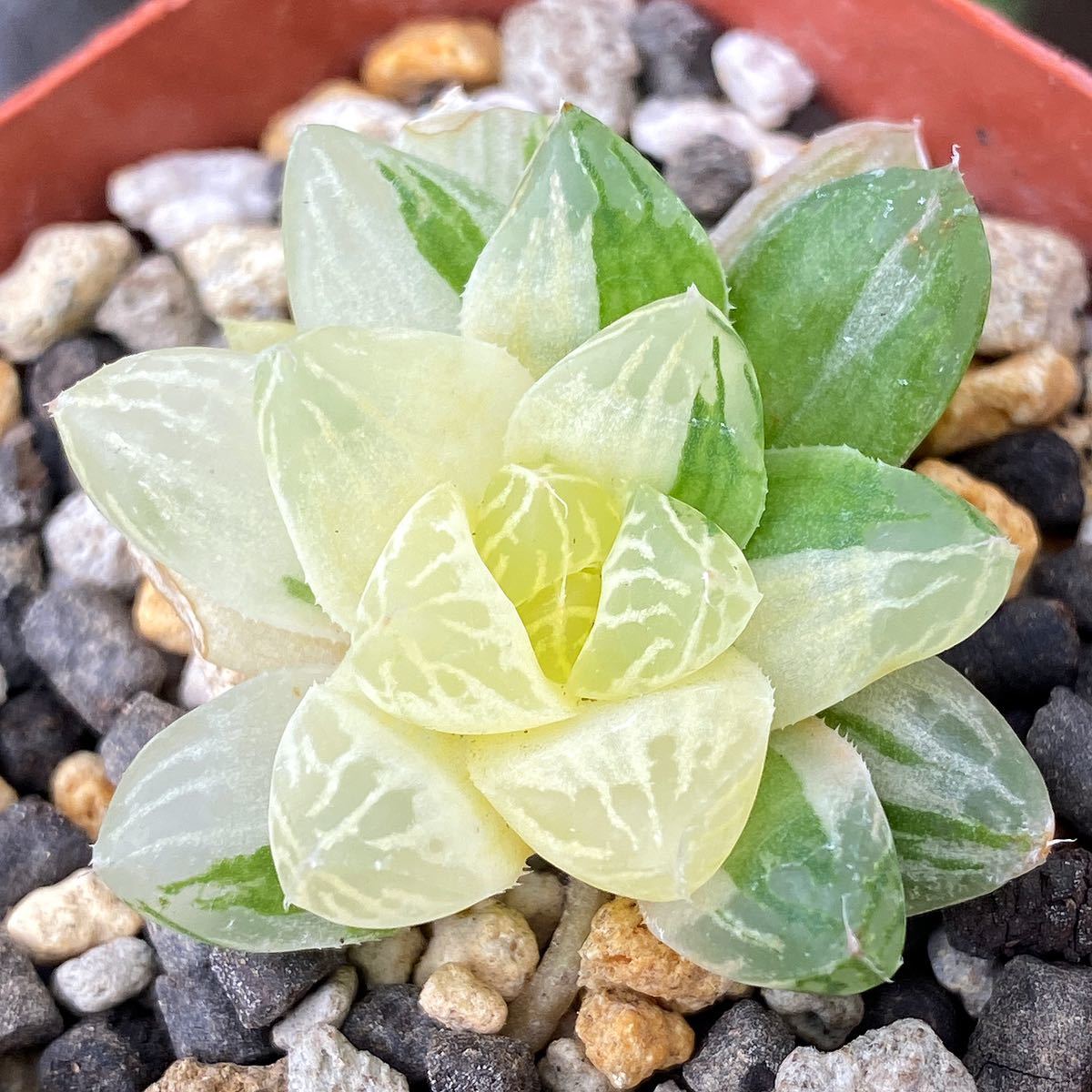 多肉植物/ハオルチア】☆オブツーサ錦 子株あり 【公式通販】