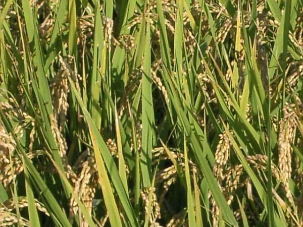 新米2020年産 ヒノヒカリ白米20ｋｇ自家用　送料込み(^_^) ヒノヒカリ 白米 20kg 20Kg」の人気 新米ヒノヒカリ20キロ☆お米☆1 2021年産