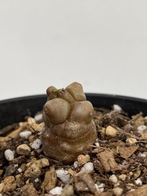 セ184 【多肉植物 実生】オトンナ ヘレー【冬型塊根植物・発根