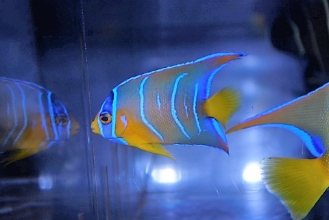 送料無料，セール AQuaStar 新入荷 ベリーズクイーンエンゼル&plusmn;7cm A-0815-Hi3(海水魚)｜売買されたオークション情報、yahooの商品情報をアーカイブ公開 - オークファン 海水魚