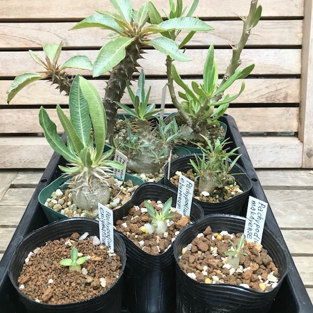 人気SALE，豊富な パキポディウム 8株セット ウィンゾリー他(観葉植物)｜売買されたオークション情報、yahooの商品情報をアーカイブ公開 - オークファン その他