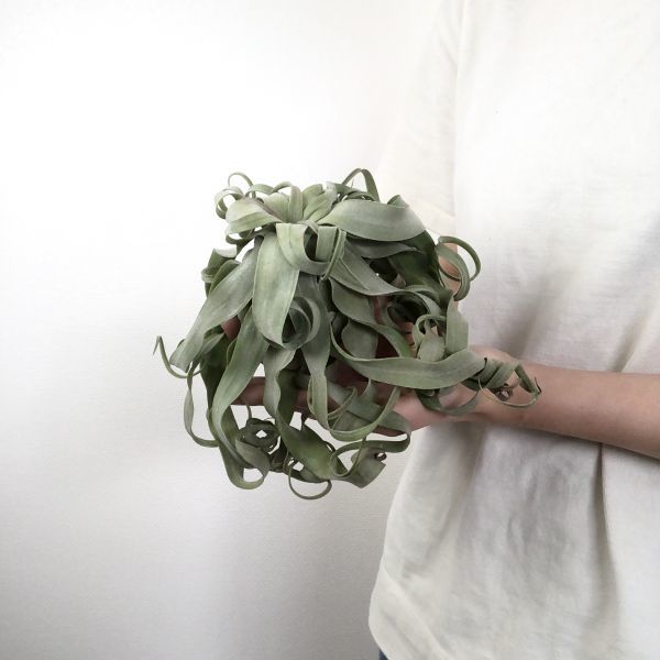 T4279 イチオシ ストレプトフィラ ロングリーフ エアプランツ エアープランツ ティランジア チランジア Tillandsia アナナス 売買されたオークション情報 Yahooの商品情報をアーカイブ公開 オークファン Aucfan Com