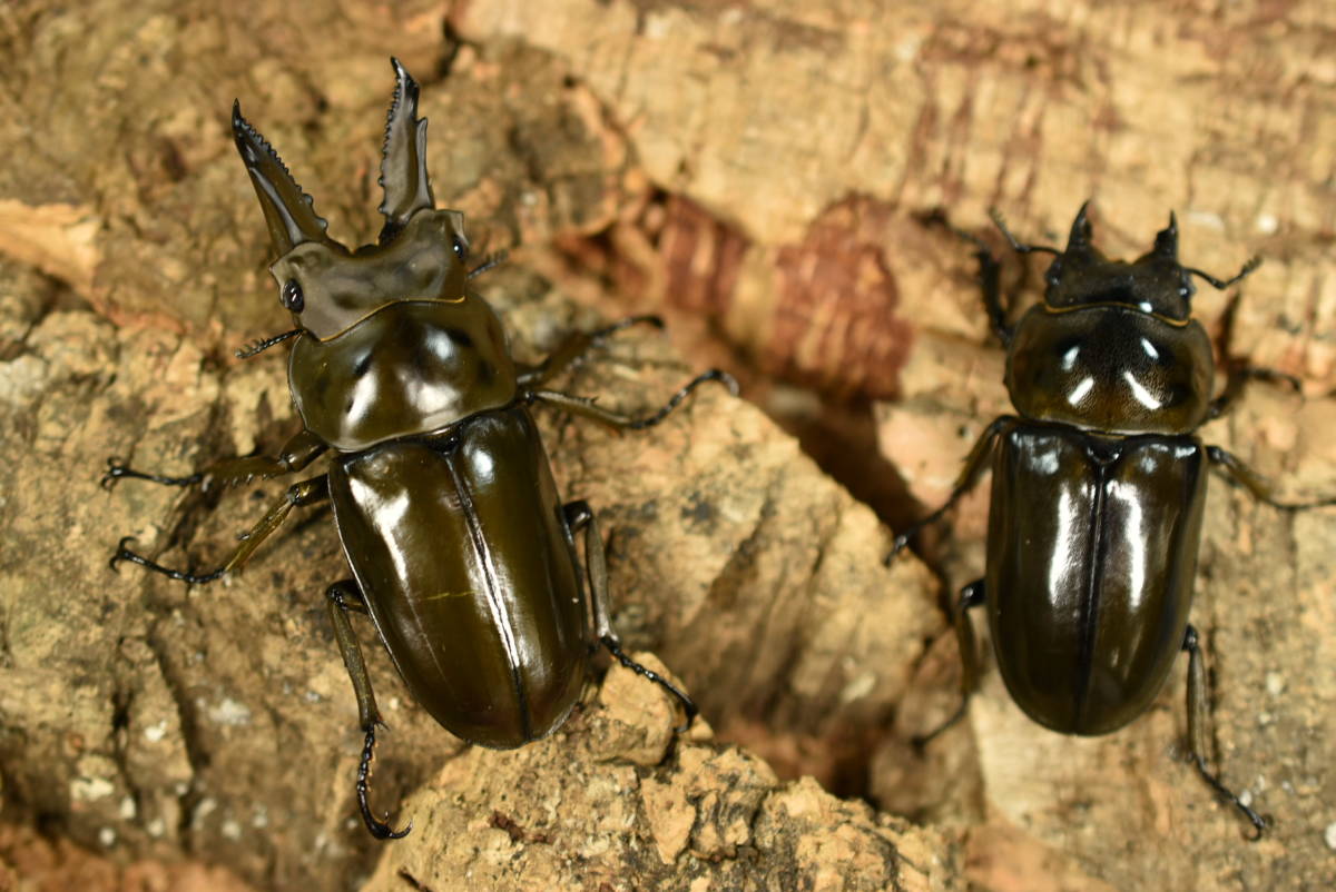ババオウゴンオニクワガタ | ババ 新成虫ペア♂60mm♀46mm 成虫 外国産 