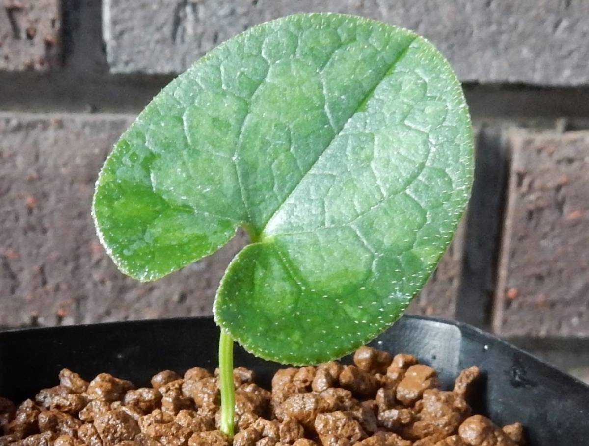タマノカンアオイ 黄牡丹 山野草