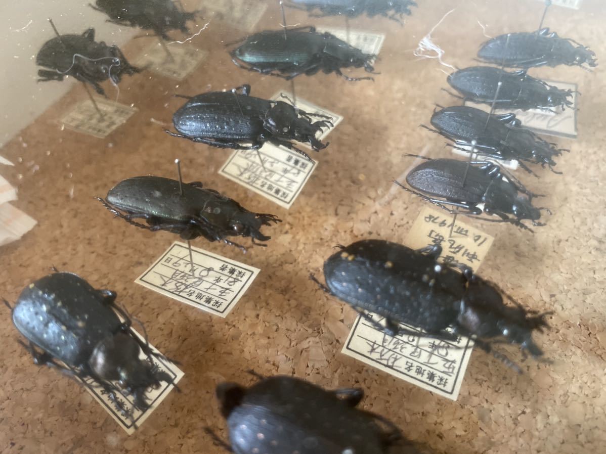 オサムシ、カブリモドキ　7点　ドイツ箱 オサムシ、カブリモドキ 7点 ドイツ箱 オサムシ、カブリモドキ 7点