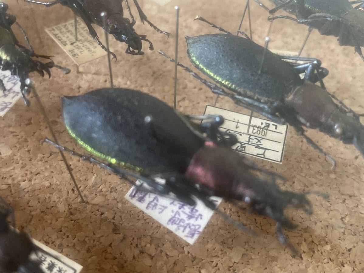 甲虫標本 カミキリムシ、オサムシほか66頭。大型ドイツ標本箱入り 甲虫