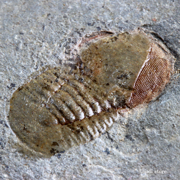 g480255324.1
