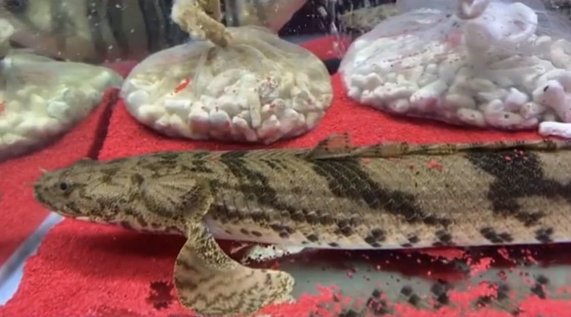 ポリプテルスエンドリケリー(ワイルド)40cm± 1匹