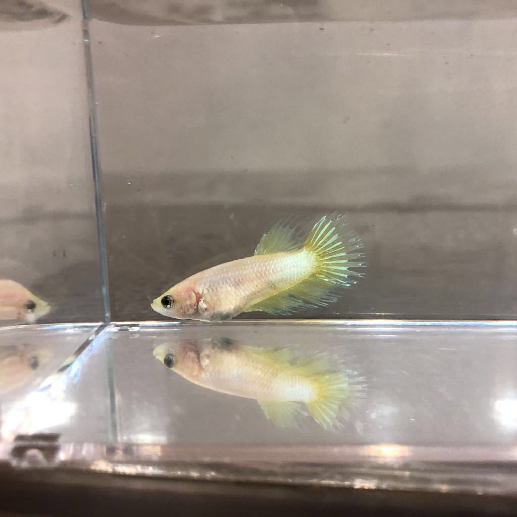 C ３２　クラウンテール♀プラチナ ゴールド（セレクト個体）九州、沖縄、北海道の地域入札不可 | クラウンテール（在庫販売） ベタ、メダカの通販・販売極楽ファーム ベタ、メダカの通販・販売極楽 プラチナホワイトクラウンテール♂ 宿泊予約は