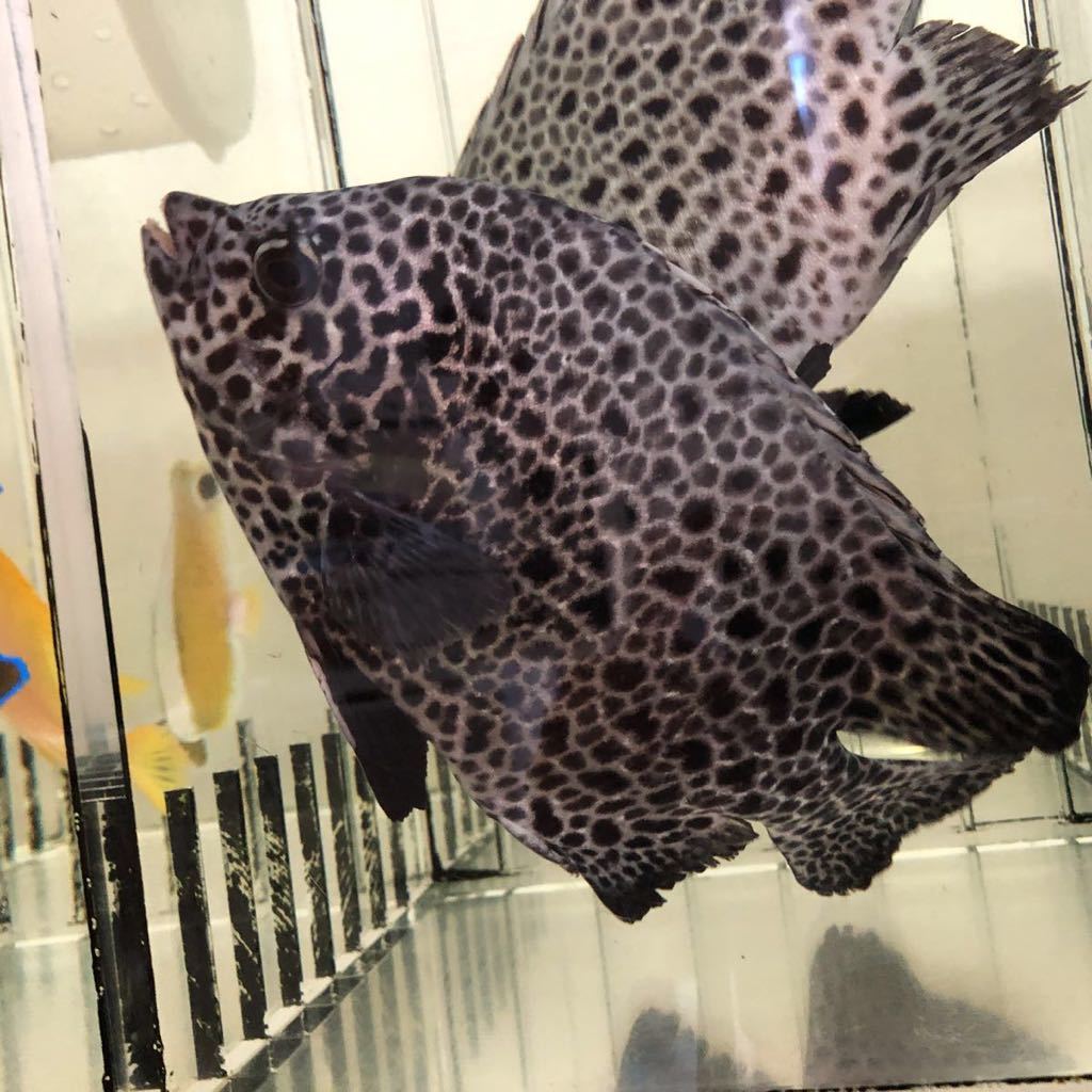 伊豆諸島産 イシガキダイ 餌付け済み 約18 20cm前後 の美個体 九州 沖縄 北海道の地域入札不可 海水魚 売買されたオークション情報 Yahooの商品情報をアーカイブ公開 オークファン Aucfan Com 伊豆諸島産 イシガキダイ 餌付け済み 約18 20cm前後 の美個体 九州 沖縄 北海道の地域入札不可 海水魚 売買されたオークション情報 Yahooの商品情報をアーカイブ公開 オークファン Aucfan Com