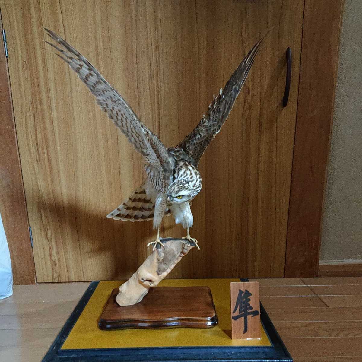 剥製 鳥 隼(はやぶさ) ガラスケース入り