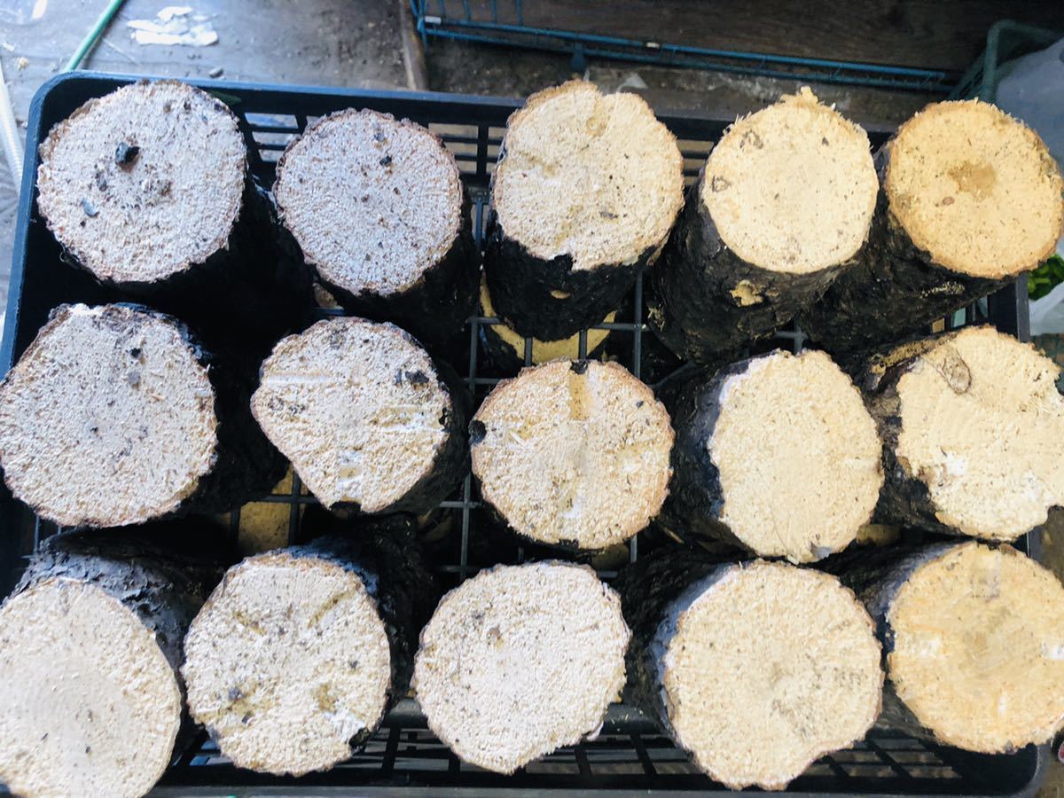 低価，送料無料 限定良品1001-③ コナラ 産卵木用 Ａ材とＡ'材＆Ｂ材と １５本(止まり木、ほだ木)｜売買されたオークション情報、yahooの商品情報をアーカイブ公開 - オークファン 止まり木、ほだ木