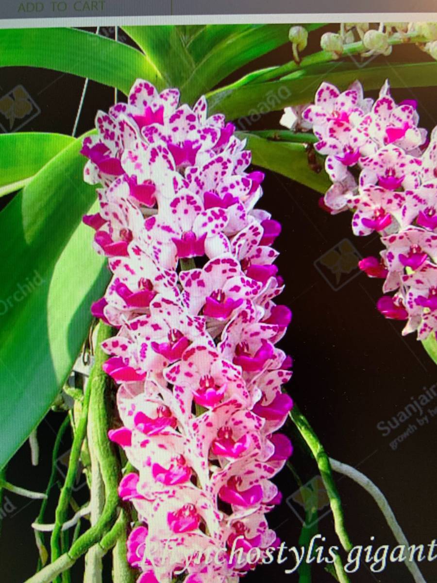 お得，新品 洋蘭 リンコスティリス Rhynchostylis Gigantea&lsquo;Spot&lsquo; 19-6(ラン)｜売買されたオークション情報、yahooの商品情報をアーカイブ公開 - オークファン ラン