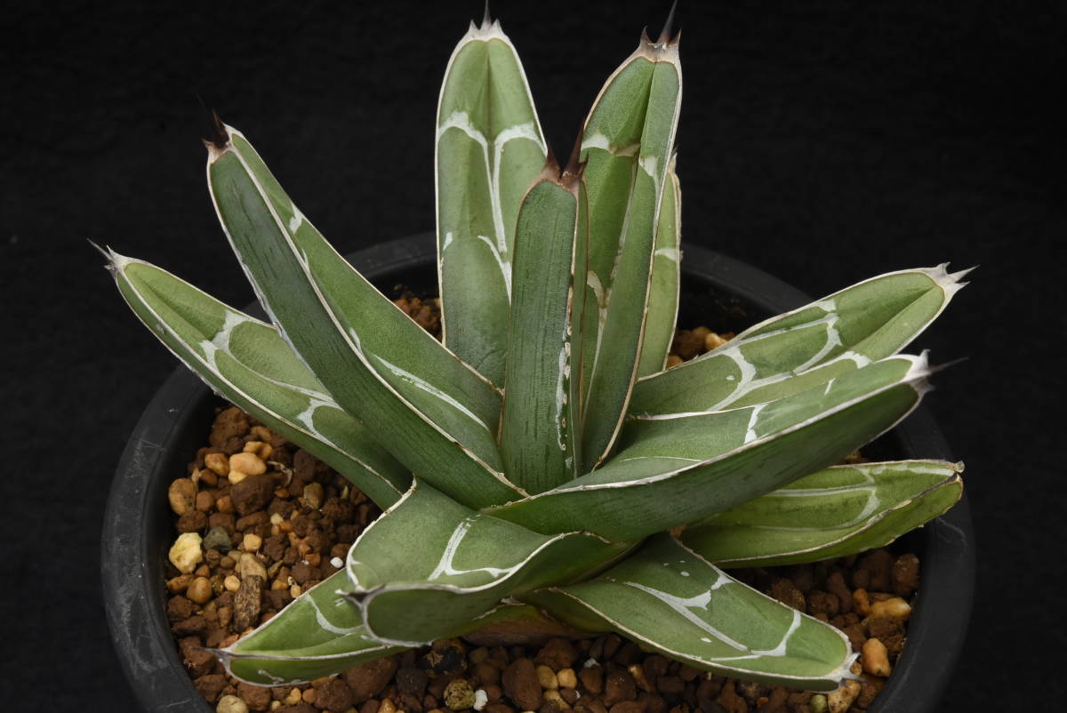 アガベ 笹の雪 ニッケルシー 親株 プ*ア様 アガベ 多肉植物 アガベ・笹