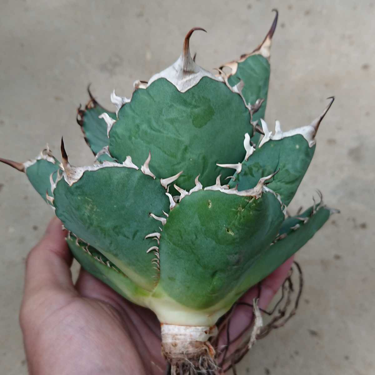  アガベ チタノタ ② agave titanota 以下検索 ホリダ エボリスピナ 白鯨 レッドキャット(アガベ)｜売買されたオークション情報、yahooの商品情報をアーカイブ公開 - オークファン アガベ